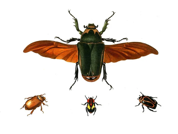 Illustration Von Insekten Illustrationen Der Naturgeschichte 1770 — Stockfoto