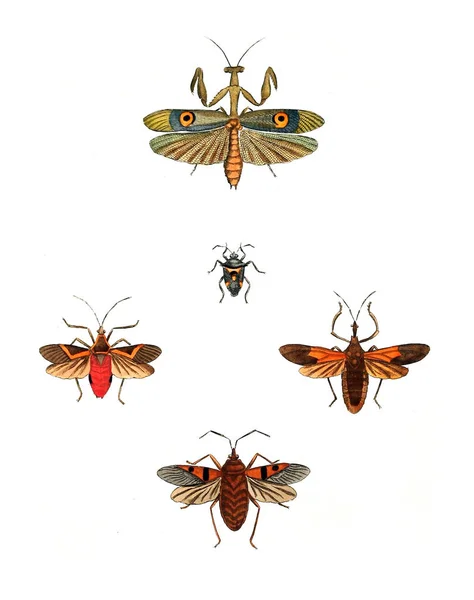 Illustration Insekter Illustrationer Naturhistoria 1770 — Stockfoto