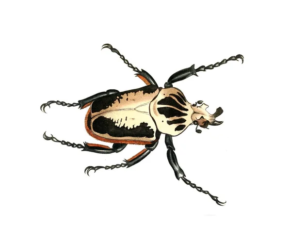 昆虫のイラスト 自然史のイラスト 1770 — ストック写真