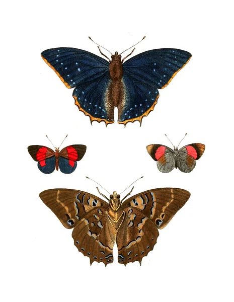 Ilustración Insectos Ilustraciones Historia Natural 1770 —  Fotos de Stock