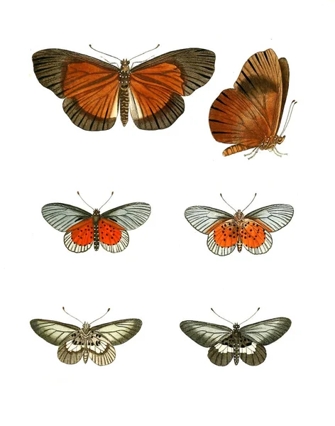 昆虫のイラスト 自然史のイラスト 1770 — ストック写真