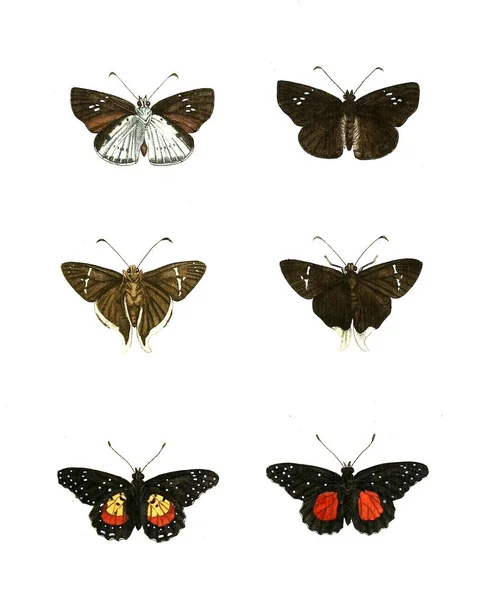 Ilustrace Hmyzu Ilustrace Přírodopisu 1770 — Stock fotografie