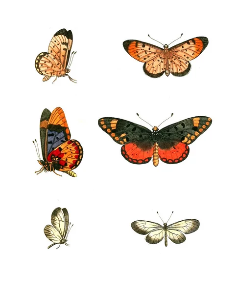 Ilustracja Owadów Ilustracje Przyrodnicze 1770 — Zdjęcie stockowe