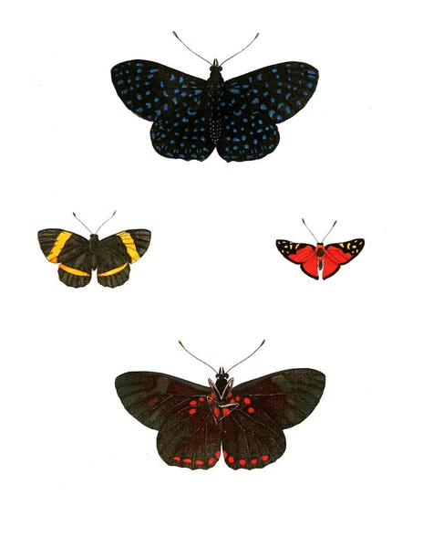 Böcekler Illustration Çizimler Doğa Tarihi 1770 — Stok fotoğraf