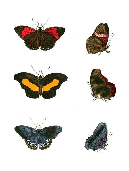 Ilustración Insectos Ilustraciones Historia Natural 1770 —  Fotos de Stock