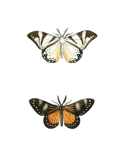 昆虫的例证 自然历史的例证 1770 — 图库照片