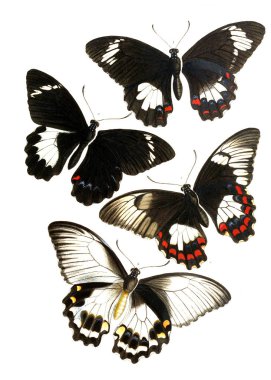 Böcekler Illustration. Olayları varyasyon ve coğrafi dağılımı Malaya bölge 1867 Papilionidae tarafından resimli olarak