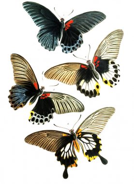 Böcekler Illustration. Olayları varyasyon ve coğrafi dağılımı Malaya bölge 1867 Papilionidae tarafından resimli olarak