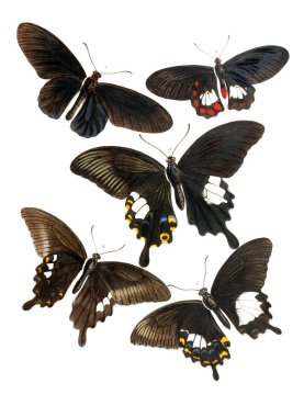Böcekler Illustration. Olayları varyasyon ve coğrafi dağılımı Malaya bölge 1867 Papilionidae tarafından resimli olarak