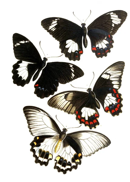 Böcekler Illustration Olayları Varyasyon Coğrafi Dağılımı Malaya Bölge 1867 Papilionidae — Stok fotoğraf