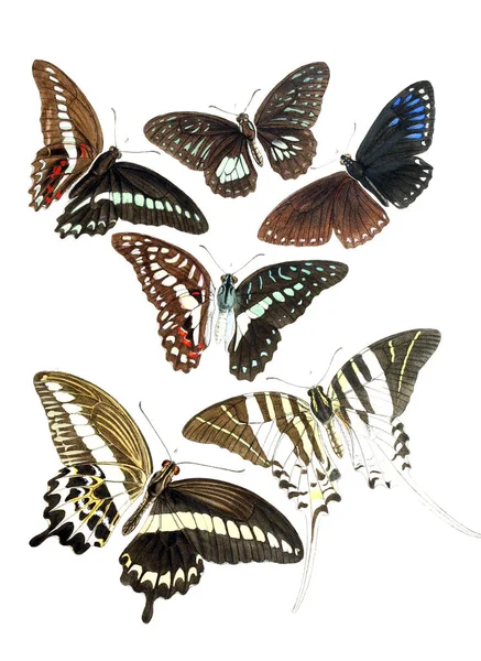 昆虫的例证 从马来地区1867凤蝶的变化和地理分布现象 — 图库照片