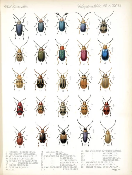 甲虫的插图 Biologia Centrali 动物学 植物学和考古学 — 图库照片