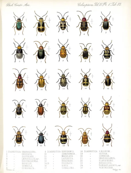 Illustration Beetles Biologia Centrali Americana Zoology Botany Archaeology — Stock Photo, Image