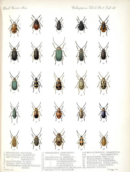 Ilustrace Brouků Biologia Centrali Americana Zoologie Botanika Archeologie — Stock fotografie