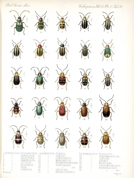 Ilustracja Chrząszczy Biologia Centrali Americana Zoologii Botaniki Archeologii — Zdjęcie stockowe
