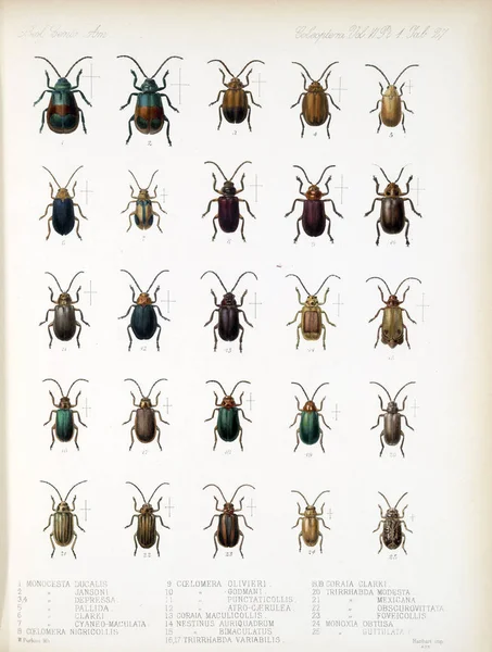 Ilustración Escarabajos Biologia Centrali Americana Zoología Botánica Arqueología — Foto de Stock