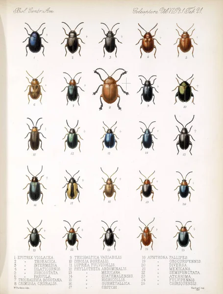 딱정벌레의 그림입니다 Biologia Centrali 아메리카나 동물학 식물학과 고고학 — 스톡 사진