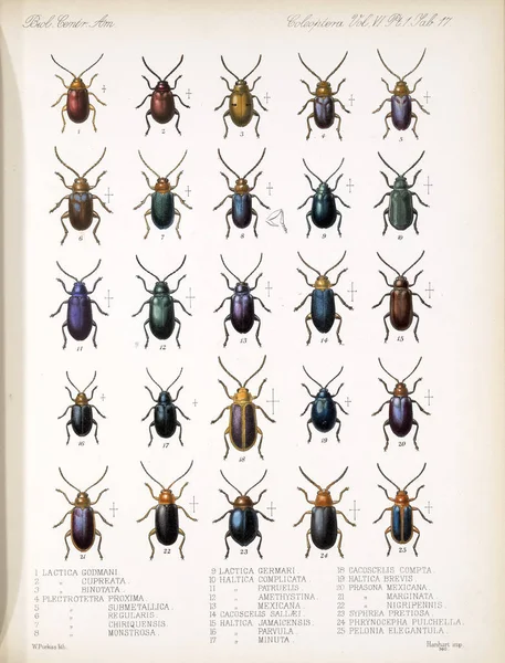 딱정벌레의 그림입니다 Biologia Centrali 아메리카나 동물학 식물학과 고고학 — 스톡 사진