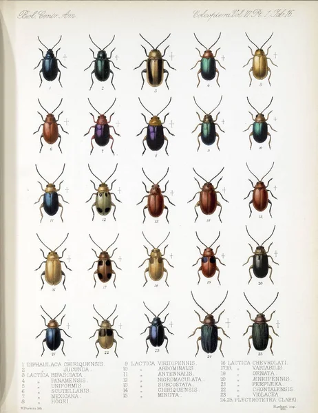 딱정벌레의 그림입니다 Biologia Centrali 아메리카나 동물학 식물학과 고고학 — 스톡 사진