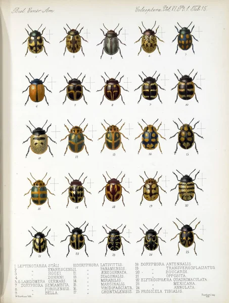 Illustration Der Käfer Biologia Centrali Americana Zoologie Botanik Und Archäologie — Stockfoto
