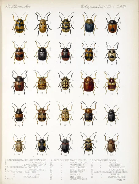 甲虫的插图 Biologia Centrali 动物学 植物学和考古学 — 图库照片