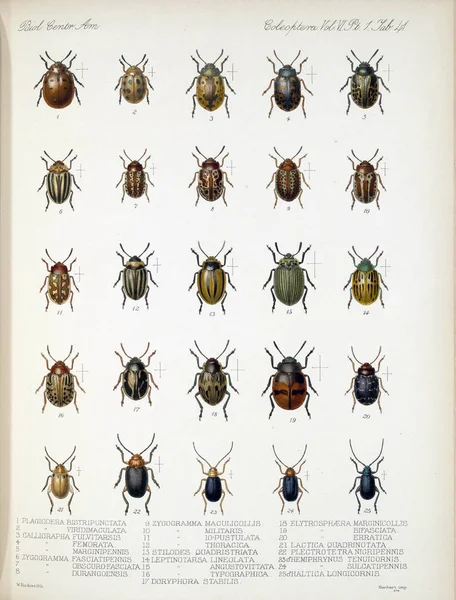 딱정벌레의 그림입니다 Biologia Centrali 아메리카나 동물학 식물학과 고고학 — 스톡 사진