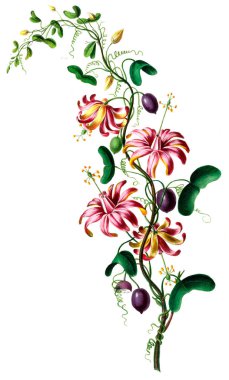 Botanik teması. Flore d 'Amerique, Dessinee d' apres nature sur les lieux. 1843