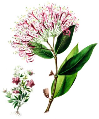 Botanik teması. Flore d 'Amerique, Dessinee d' apres nature sur les lieux. 1843