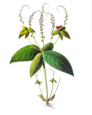 Botanik teması. Flore d 'Amerique, Dessinee d' apres nature sur les lieux. 1843