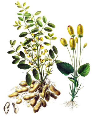 Botanik teması. Flore d 'Amerique, Dessinee d' apres nature sur les lieux. 1843