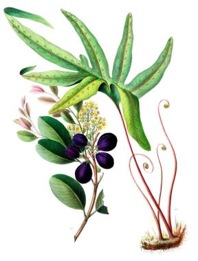 Botanik teması. Flore d 'Amerique, Dessinee d' apres nature sur les lieux. 1843