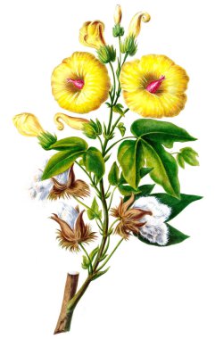 Botanik teması. Flore d 'Amerique, Dessinee d' apres nature sur les lieux. 1843