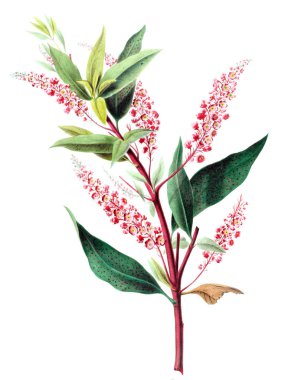 Botanik teması. Flore d 'Amerique, Dessinee d' apres nature sur les lieux. 1843