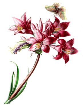 Flore d 'Amerique, Dessinee d' apres nature sur les lieux. 1843