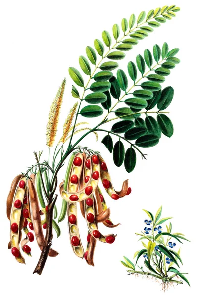 植物学的主题 美洲森林 在生命中的大自然的雏形 1843年 — 图库照片