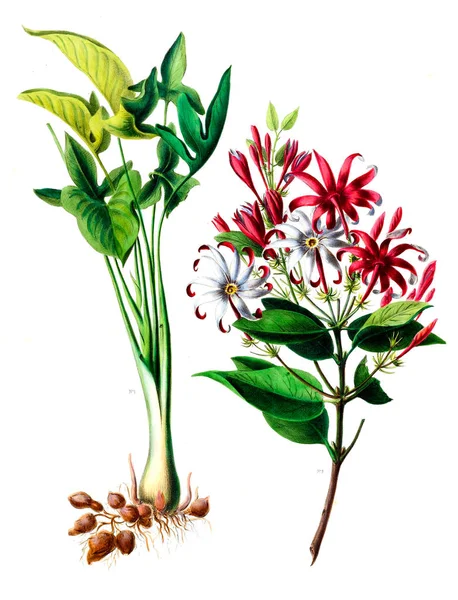 Het Botanische Thema Flore Amerique Dessinee Apres Nature Sur Les — Stockfoto