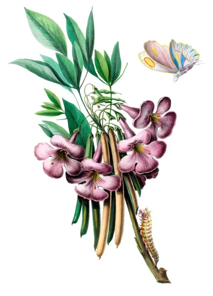 Flore Amerique Dessinee Apres Nature Sur Les Lieux 1843 Год — стоковое фото