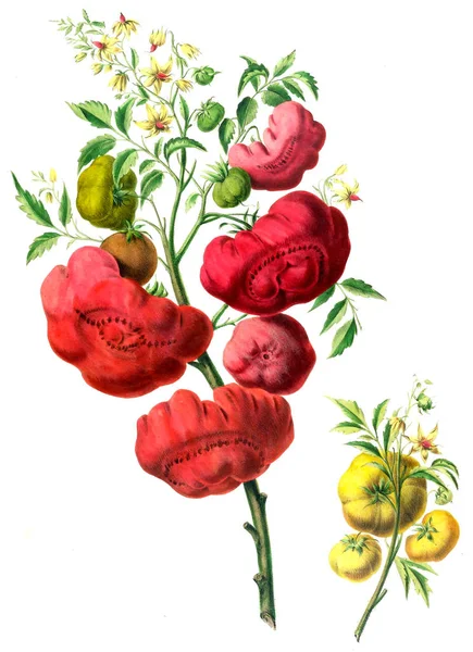Flore Amerique Dessinee Apres Nature Sur Les Lieux 1843 — Foto Stock