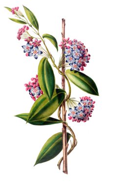 Flore d 'Amerique, Dessinee d' apres nature sur les lieux. 1843