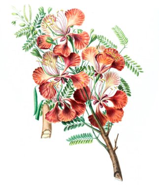 Flore d 'Amerique, Dessinee d' apres nature sur les lieux. 1843