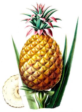Flore d 'Amerique, Dessinee d' apres nature sur les lieux. 1843
