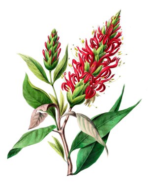 Flore d 'Amerique, Dessinee d' apres nature sur les lieux. 1843