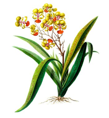 Flore d 'Amerique, Dessinee d' apres nature sur les lieux. 1843