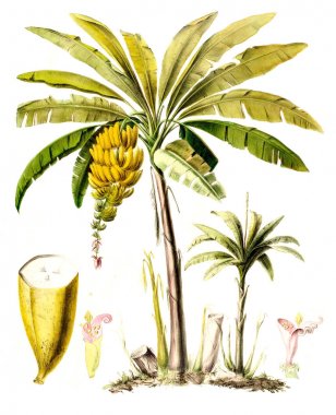 Flore d 'Amerique, Dessinee d' apres nature sur les lieux. 1843