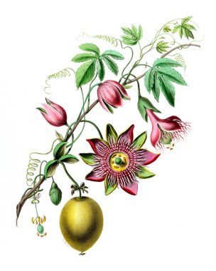 Flore d 'Amerique, Dessinee d' apres nature sur les lieux. 1843