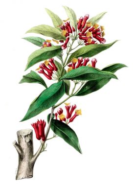 Flore d 'Amerique, Dessinee d' apres nature sur les lieux. 1843