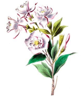 Flore d 'Amerique, Dessinee d' apres nature sur les lieux. 1843