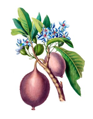 Flore d 'Amerique, Dessinee d' apres nature sur les lieux. 1843