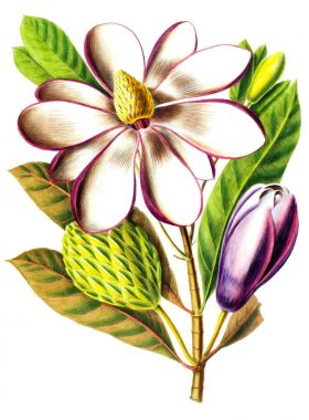 Flore d 'Amerique, Dessinee d' apres nature sur les lieux. 1843