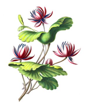 Flore d'Amerique, dessinee d'apres nature sur les lieux. 1843 clipart